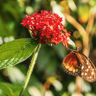 Flora del Giardino Botanico di Medellín