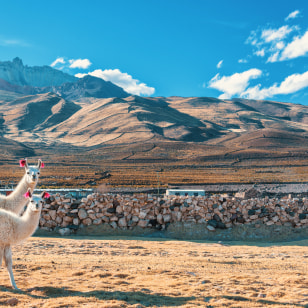 Allevamento di lama