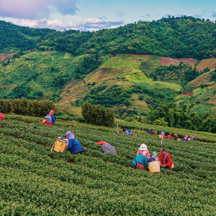 Piantagioni di tè a Mae Salong