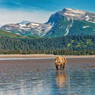 Grizzly al Parco nazionale e riserva di Lake Clark
