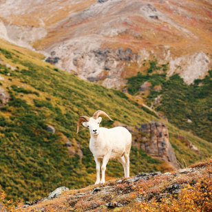 Pecora di Dall nel Parco nazionale di Denali