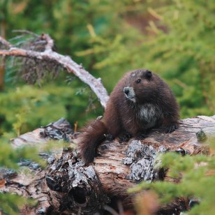 Marmotta di Vancouver