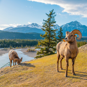 Pecora delle montagne