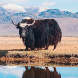 Yak