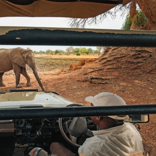 Elefanti nel Parco Nazionale South Luangwa