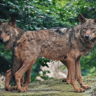 Lupi iberici