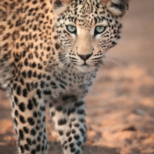 Leopardo