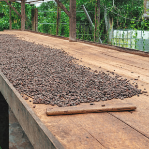 Produzione di cacao