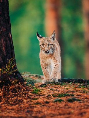 Lince nel Polar Park
