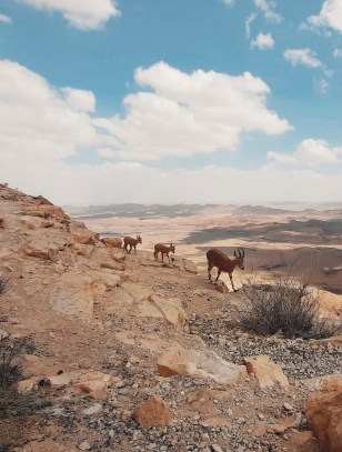 Cratere Makhtesh Ramon