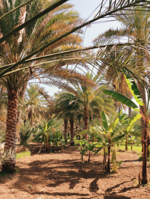 Piantagioni di banane a Birkat al Mouji