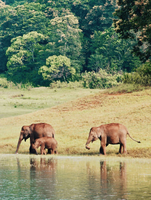 Parco Nazionale di Periyar