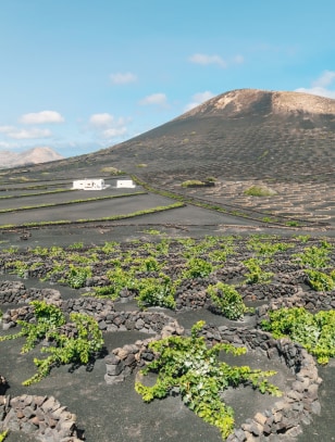 Vigneti vulcanici a Lanzarote