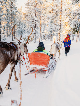 Safari in slitta con le renne