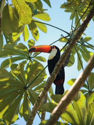 Tucano nel Parco degli Uccelli