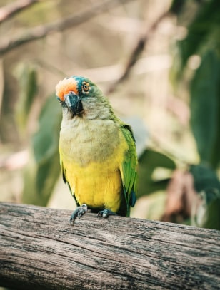Pappagallo nel Parco degli Uccelli
