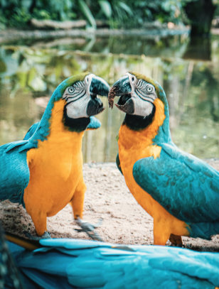 Pappagalli nel Parco degli Uccelli