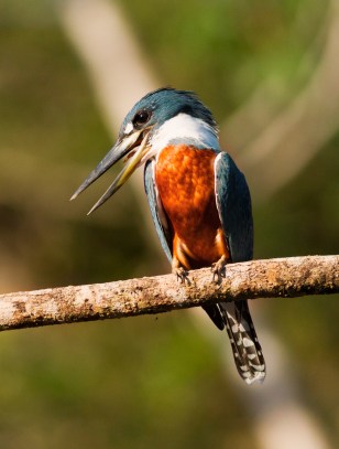 Martin pescatore nel Parco Arenal