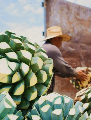 Contadino che raccoglie l'agave