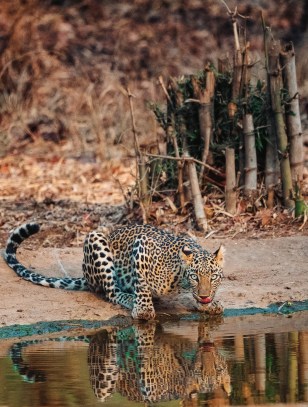 Parco Nazionale di Yala