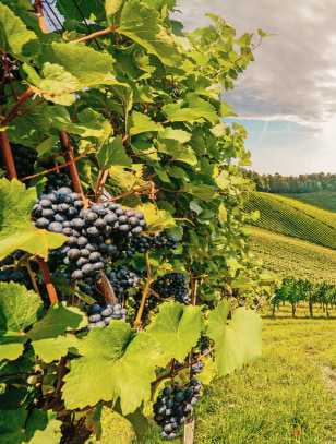 Route des Grands Crus