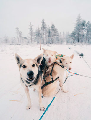 Husky
