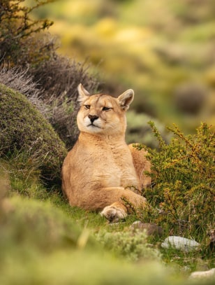 Puma