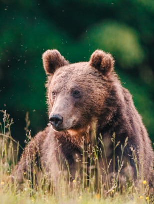 Orso bruno