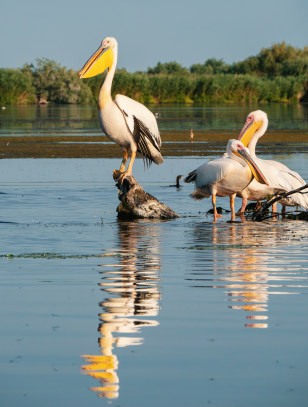 Pellicani nel Delta del Danubio