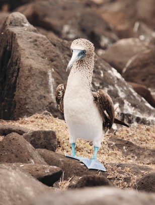 Sula dai piedi azzurri