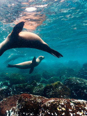 Snorkeling con i leoni marini
