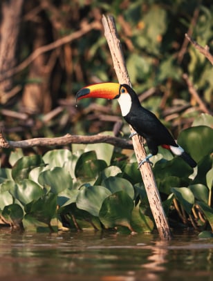 Tucano Toco