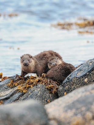 Lontra Norvegese