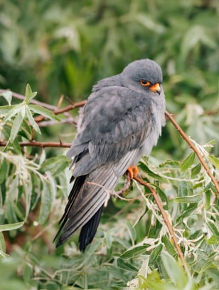 Falco cuculo