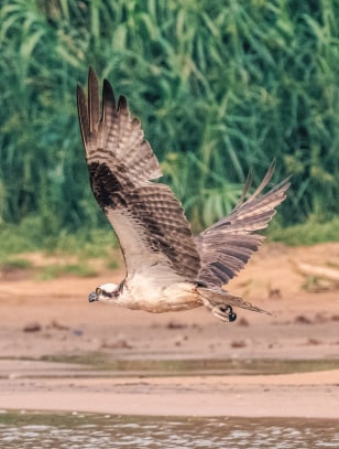 Falco pescatore