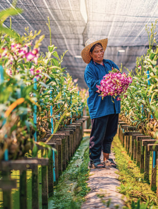 Vivaio di orchidee