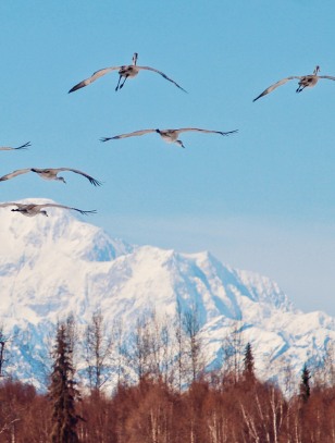 Fauna del Parco nazionale di Denali