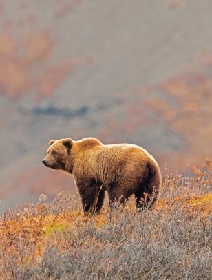 Grizzly al Parco nazionale di Denali