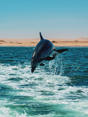 Avvistamento di delfini a Walvis Bay