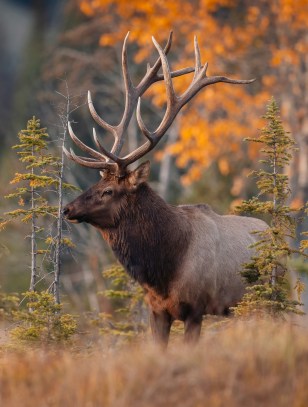 Alce, Parco Nazionale di Jasper