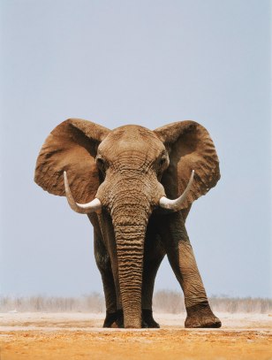 Elefante africano
