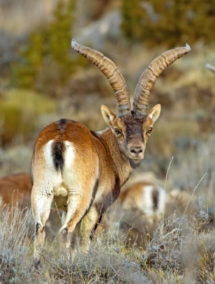 Stambecco iberico