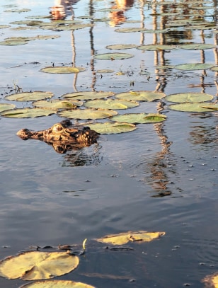 Caimano nero, Lago Saldovan