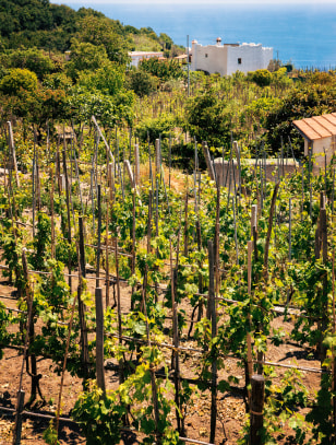 Vigneti sull'isola di Ischia