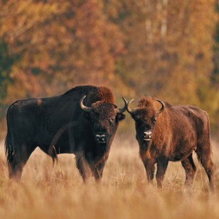 Bisonte Europeo