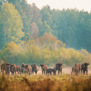 Bisonte europeo