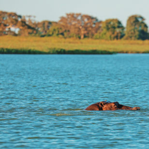 Ippopotamo nel Parco Nazionale di Mudumu