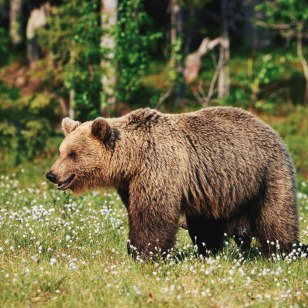 Orso bruno