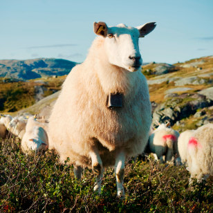 Fauna di Hardangervidda