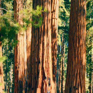 Sequoia National Park, Sierra Nevada